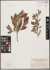 Foto von Salix aurita L. x Salix purpurea L.
